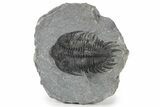 Spiny Delocare (Saharops) Trilobite - Bou Lachrhal, Morocco #241157-3